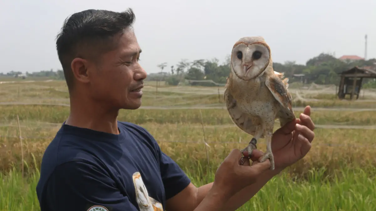 Petugas konservasi memperlihatkan seekor burung hantu (Tyto alba) di area persawahan Tambangan, Mijen, Semarang, Jawa Tengah, Kamis (10/9/2026).