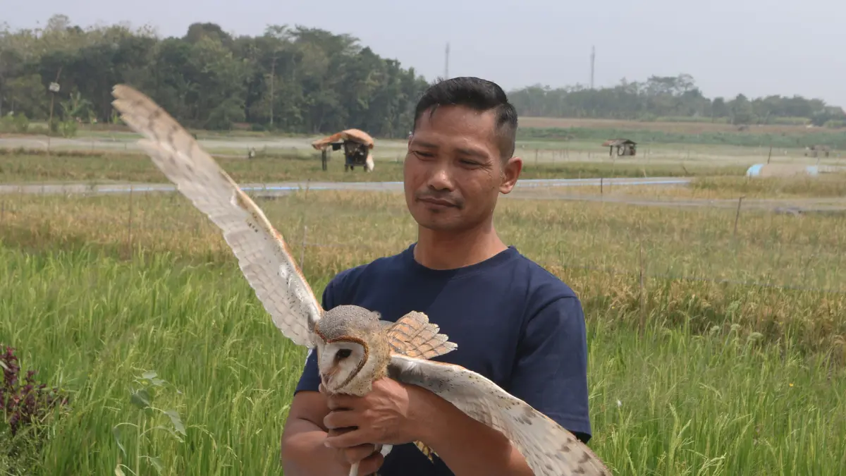 Petugas konservasi memperlihatkan seekor burung hantu (Tyto alba) di area persawahan Tambangan, Mijen, Semarang, Jawa Tengah, Kamis (10/9/2026)