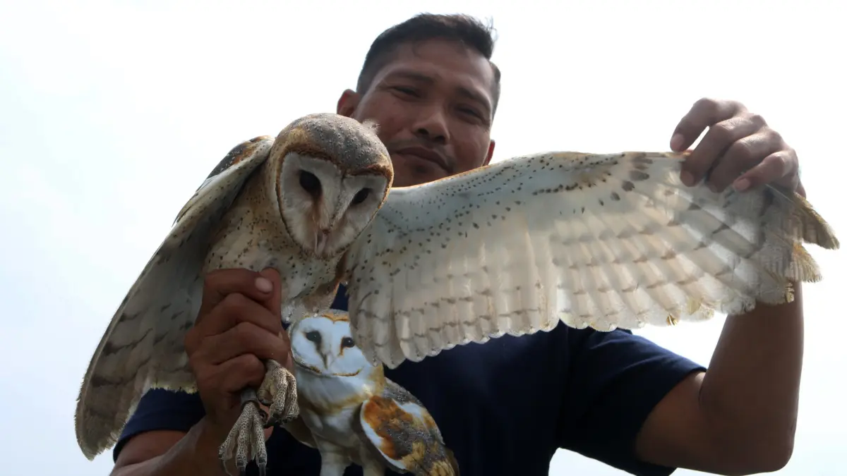 Petugas konservasi memperlihatkan seekor burung hantu (Tyto alba) di area persawahan Tambangan, Mijen, Semarang, Jawa Tengah, Kamis (10/9/2026).