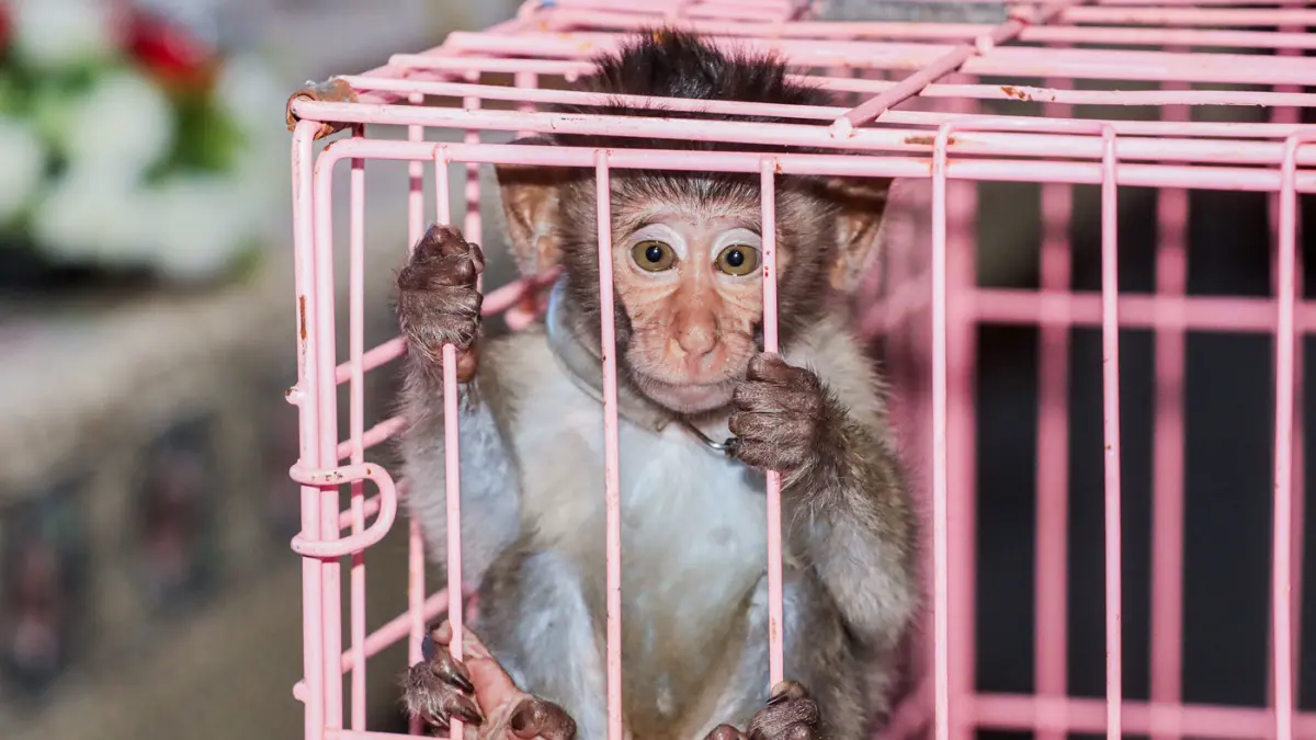 Seekor monyet ekor panjang (Macaca Fascicularis) yang merupakan barang bukti saat pengungkapan kasus penyelundupan satwa di Balai Karantina Hewan, Ikan, dan Tumbuhan Jawa Timur di Juanda, kemarin (15/9). Balai Besar Karantina Hewan, Ikan dan Tumbuhan Jawa