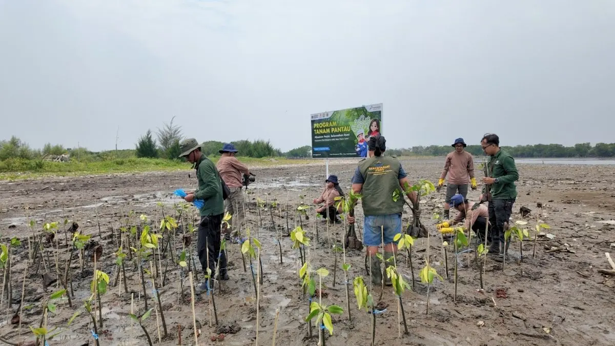 Abrasi Ancam Pantura Jawa, Mangrove Diupayakan Jadi Benteng Alam - Image