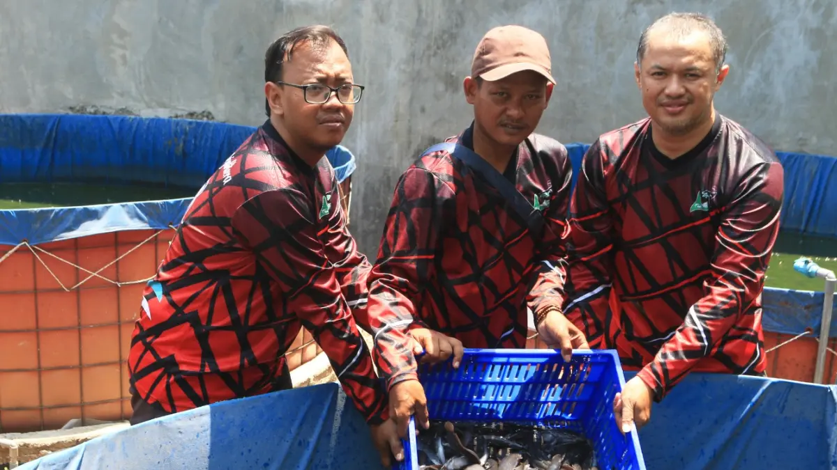 Peternak memanen ikan lele hasil budi daya sistem bioflok di kawasan Candi, Semarang, Jawa Tengah, Rabu (23/9/2026).
