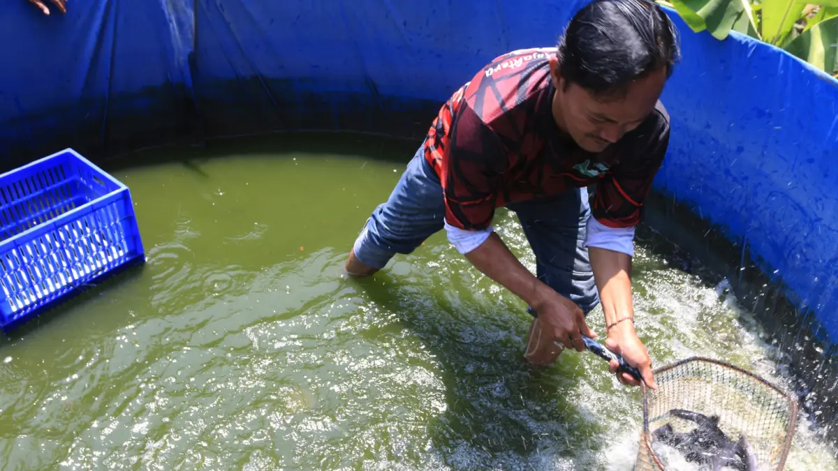 Peternak memanen ikan lele hasil budi daya sistem bioflok di kawasan Candi, Semarang, Jawa Tengah, Rabu (23/9/2026).