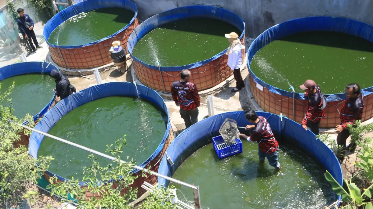 Peternak memanen ikan lele hasil budi daya sistem bioflok di kawasan Candi, Semarang, Jawa Tengah, Rabu (23/9/2026)