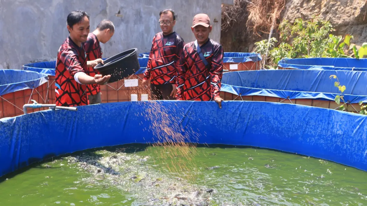 Peternak memberi pakan ikan lele yang dibudidayakan dengan sistem bioflok di kawasan Candi, Semarang, Jawa Tengah, Rabu (23/9/2026).