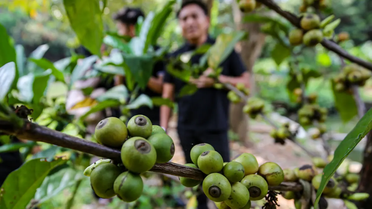 Petugas memilah biji kopi dari kebun kopi Sangga Buana di Kawasan Karang Tengah, Lebak Bulus, Jakarta Selatan, Rabu (23/9/2026). (Salman Toyibi/Jawa Pos)