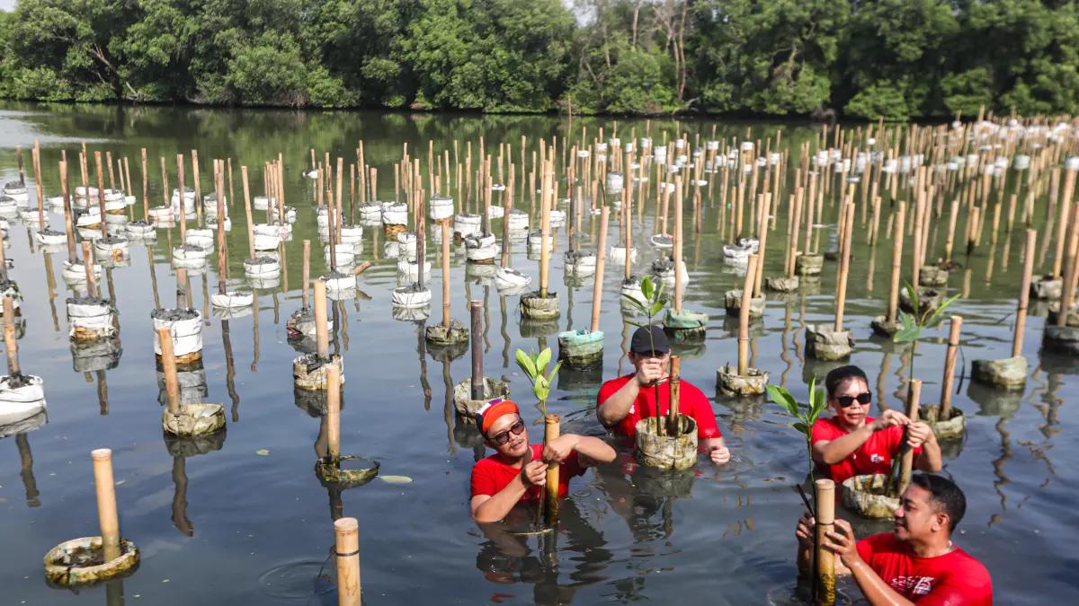 Seremoni keberlanjutan inisiatif PLAN & PLANT, 1 Polis = 1 Mangrove di Taman Wisata Alam Angke, hari ini (24/9/2016). (Salman Toyibi/ Jawa Pos)
