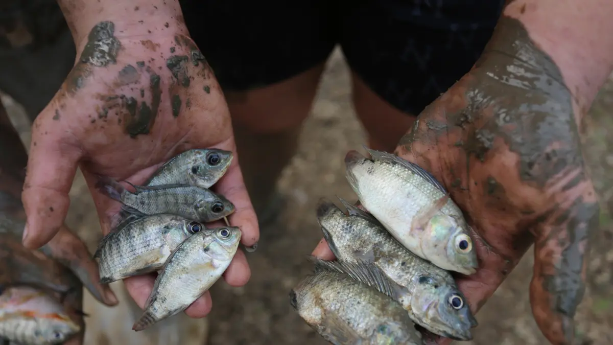 Ikan-ikan mati akibat mengeringnya Danau Cinere di Depok, Jawa Barat, Selasa (23/9/2026). (Dery Ridwansah/ JawaPos.com)
