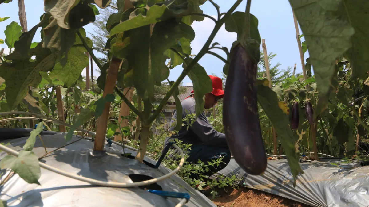 Petani memeriksa alat penyiram tanaman otomatis yang dioperasikan melalui gawai dengan teknologi Internet of Things (IoT) dalam sistem pertanian cerdas (smart farming) di Demplot Manajemen Pangan (DMP) Tambangan, Mijen, Semarang, Jawa Tengah, Kamis (8/10/