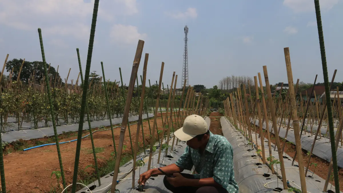 Petani memeriksa alat penyiram tanaman otomatis yang dioperasikan melalui gawai dengan teknologi Internet of Things (IoT) dalam sistem pertanian cerdas (smart farming) di Demplot Manajemen Pangan (DMP) Tambangan, Mijen, Semarang, Jawa Tengah, Kamis (8/10/