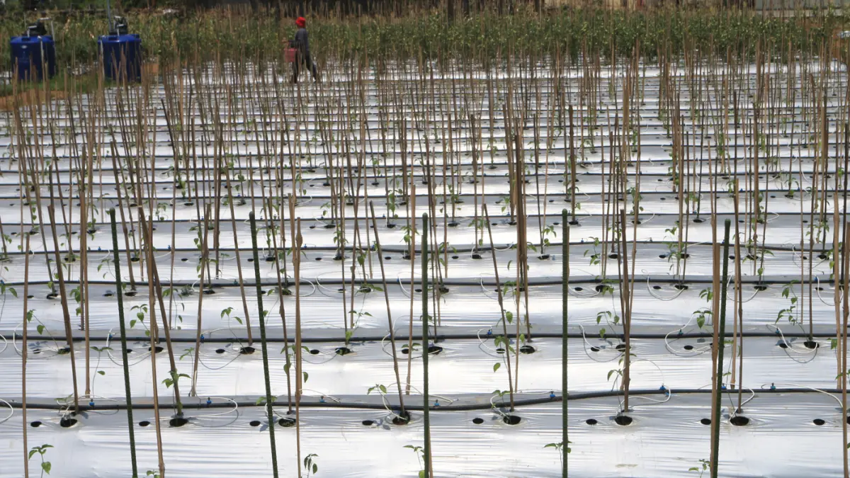 Petani memeriksa alat penyiram tanaman otomatis yang dioperasikan melalui gawai dengan teknologi Internet of Things (IoT) dalam sistem pertanian cerdas (smart farming) di Demplot Manajemen Pangan (DMP) Tambangan, Mijen, Semarang, Jawa Tengah, Kamis (8/10/
