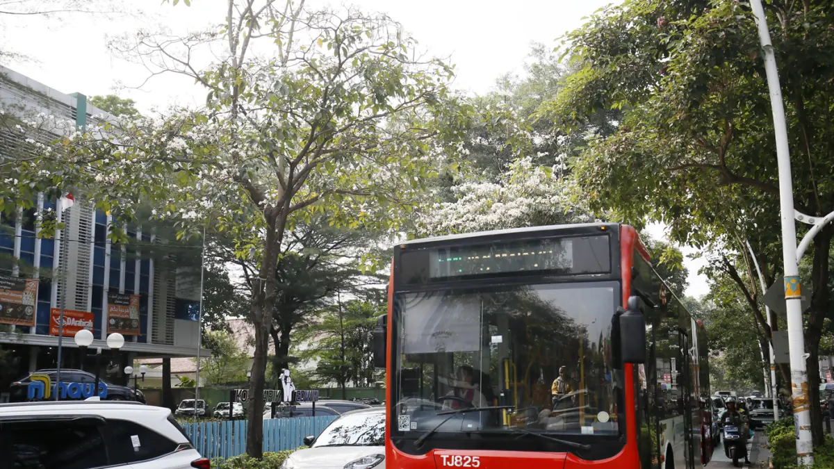 Kendaraan melintas di dekat pohon dengan bunga tabebuya yang mekar di Jalan Cikini Raya. (Dery Ridwansah/ JawaPos.com)