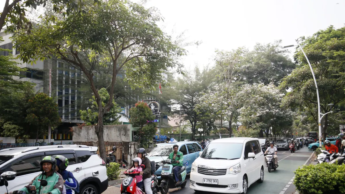 Kendaraan melintas di dekat pohon dengan bunga tabebuya yang mekar di Jalan Cikini Raya. (Dery Ridwansah/ JawaPos.com)