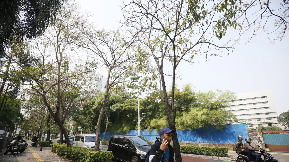 Suasana bunga tabebuya yang mekar di Jalan Cikini Raya, Jakarta. (Dery Ridwansah/ JawaPos.com)