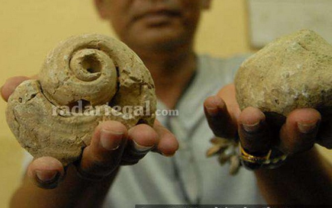 Fosil keong yang disinyalir berusia 2 juta tahun ditemukan di aliran Sungai Kalenkendal Kedungbanteng, Kabupaten Tegal, kemarin. - Image