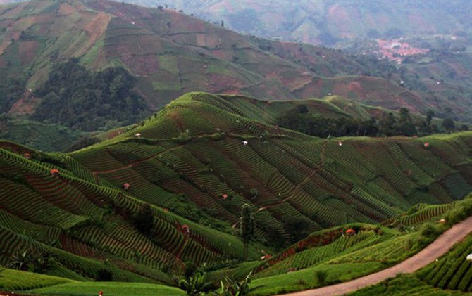 Objek wisata terasering Panyaweuyan di Kecamatan Argapura, menjadi salah satu prioritas pengembangan di tahun 2017. - Image