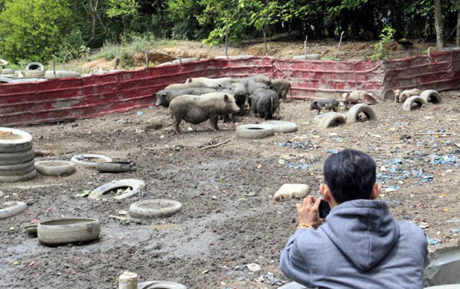 Babi yang diternak warga di Dam Duriangkang yang diduga mencemari air Dam Duriangkang. - Image