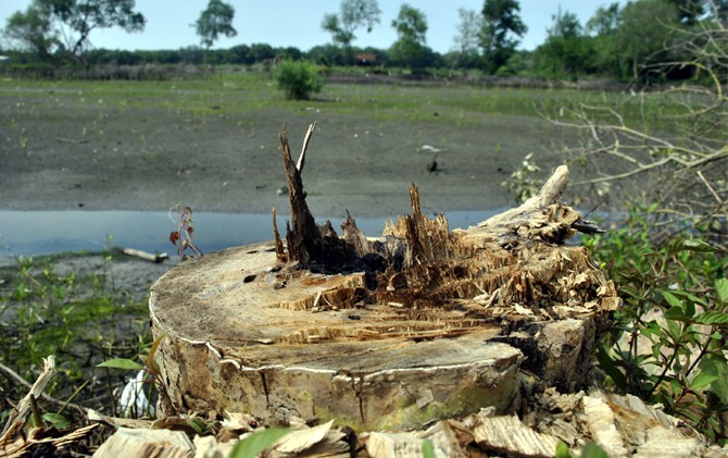 ULAH SIAPA?: Hutan bakau di kawasan pamurbaya ditebangi. Pelaku diduga ingin mengavling lahan tersebut untuk kepentingan bisnis. - Image