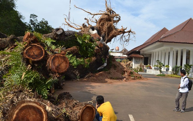 Pohon tumbang di depan halaman Pendopo Bupati Serang sampai saat ini masih terbengkelai. Pemkab belum bisa melestarikan pohon lantaran terkendala anggaran. - Image