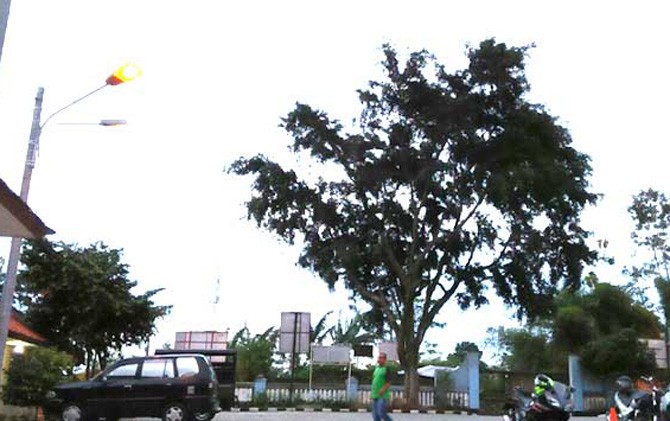 Suasana halaman kantor Kecamatan Megamendung saat sore hari, Jumat (31/03/2017). Rencananya, akan dipasang lampu di sekitar pohon beringin untuk menghilangkan kesan angker - Image