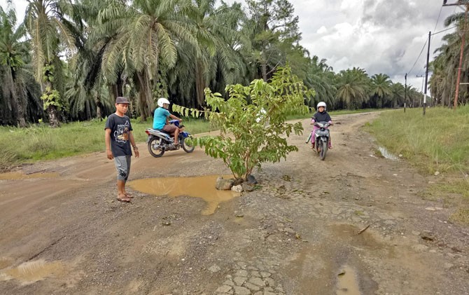 Jalan dari Desa Damit menuju Bekoso, Kecamatan Pasir Belengkong, Kabupaten Paser, sudah sepuluh tahun tidak tersentuh perbaikan. Warga pun meluapkan kekecewaan dengan menanam tumbuhan di tengah jalan, Minggu (21/5). - Image