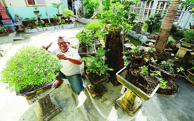 TELATEN: Setia Budi merapikan daun-daun stigi yang dia pelihara. - Image