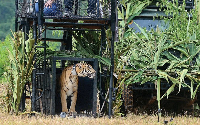 BEBAS: Seekor Harimau Sumatera saat dilepasliarkan di TWNC. - Image
