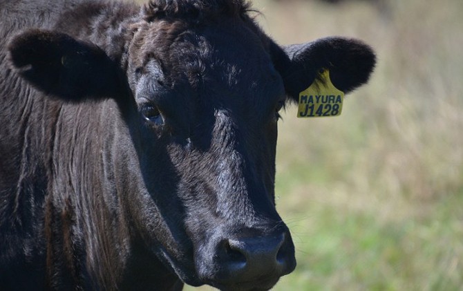 Salah satu sapi di Mayura Station, Mount Gambier, Australia. - Image