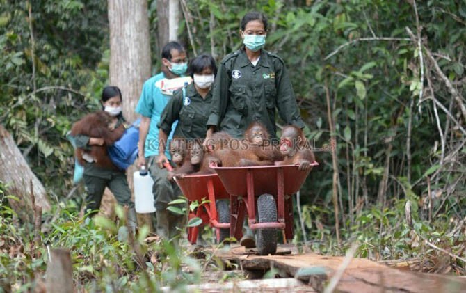 Beberapa bayi orang utan diangkut dengan arko menuju baby house yang baru. - Image