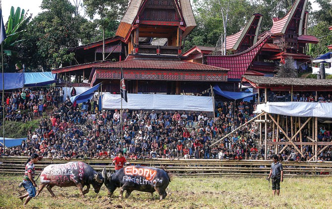 KEKAYAAN BUDAYA: Sejumlah warga menyaksikan mapasilaga tedong atau adu kerbau di Rantepao, Toraja Utara. - Image