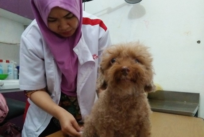 drH Yuli Istiani memeriksa seekor anjing pudel yang tengah sakit karena terkena virus. - Image