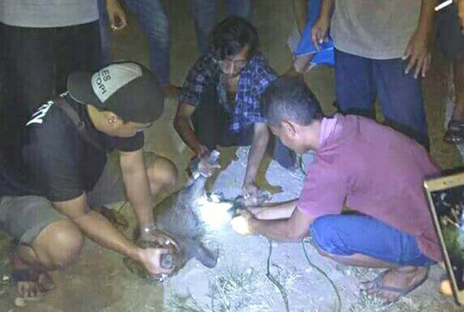 Warga kompleks Margahayu Kelurahan Babakanjawa mengikat babi hutan yang tertangkap saat berkeliaran d kompleks, Kamis (2/11) malam. - Image