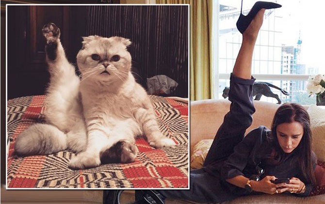Kucing Taylor Swift berpose seperti Victoria Beckham - Image