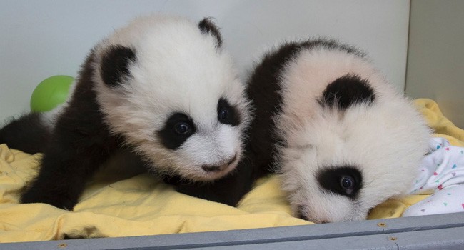 Bayi kembar Panda Ya Lun dan Xi Lun - Image
