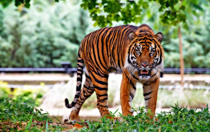 Harimau Sumatera - Image
