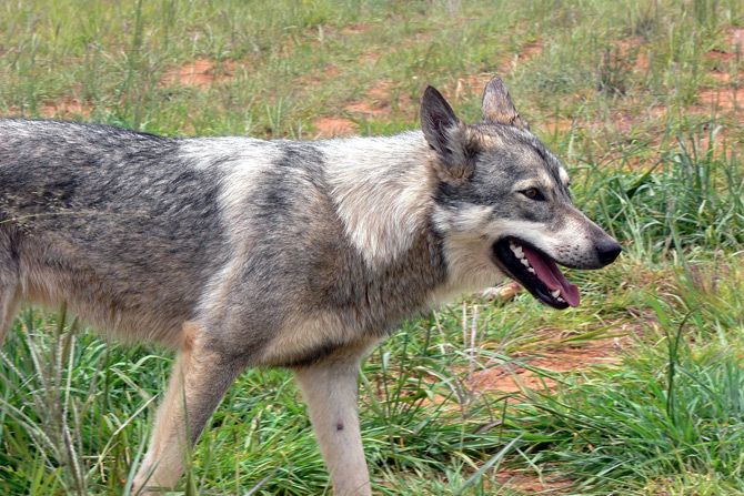 Ilustrasi: sepanjang delapan bulan terdapat 380 kasus gigitan anjing di Poso. 317 di antaranya dinyakan positif rabies. - Image