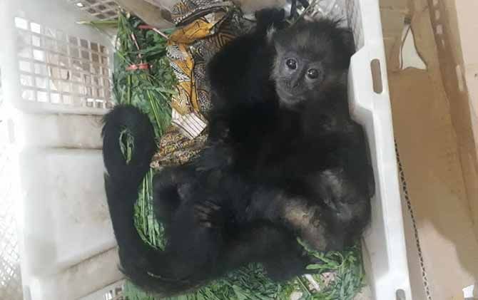 Lutung Jawa anakan yang akan dijual oknum tidak bertanggung jawab. - Image
