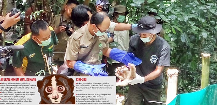 Tim dari IAR Indonesia dan BBKSDA Jawa Barat saat melepaskan kukang Jawa di TNGHS Sukabumi. - Image