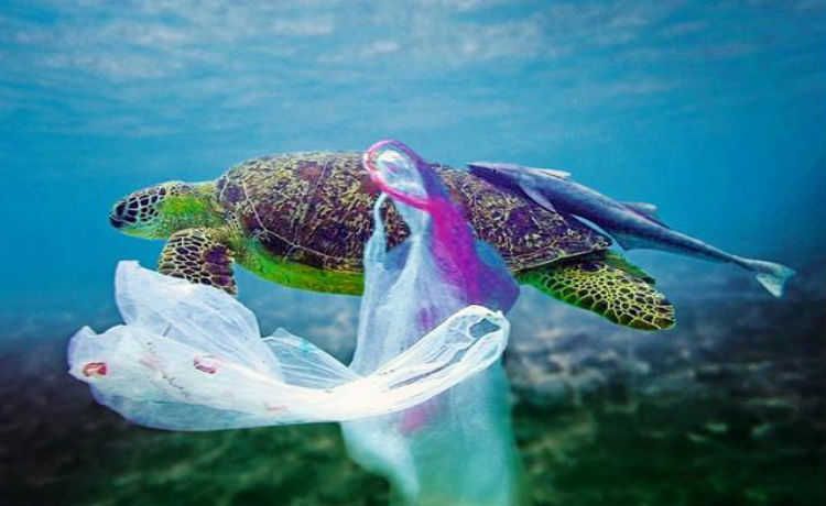 Limbah palstik sangat mencemari lautan dan membunuh binatang laut makanya harus dikurangi - Image