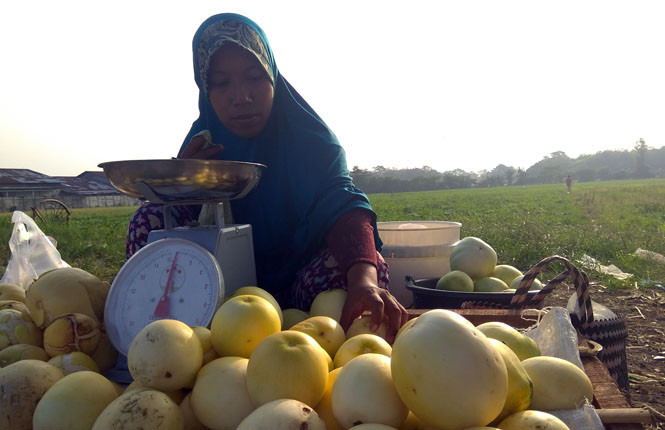 TIMUN SURI: Petani timun suri menjual hasil panennya di pinggir jalan dekat dengan lahannya, Sabtu (2/6). - Image