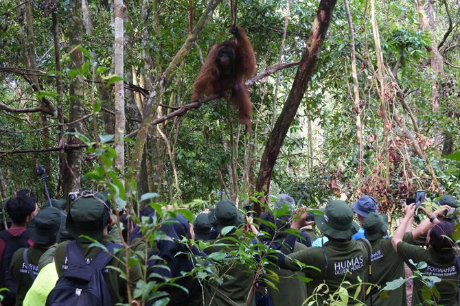 Gundul terlihat anteng saat rombongan memotretnya di Taman Nasional Tanjung Puting, Senin (8/10). - Image
