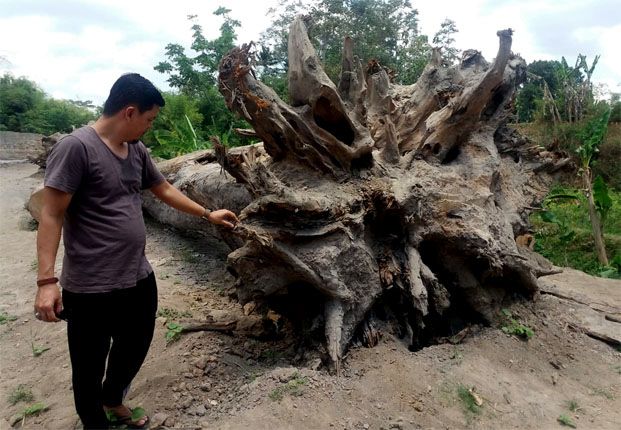 EKOFAK: Warga menemukan batang pohon berusia ratusan tahun di Sleman, Jogja. - Image