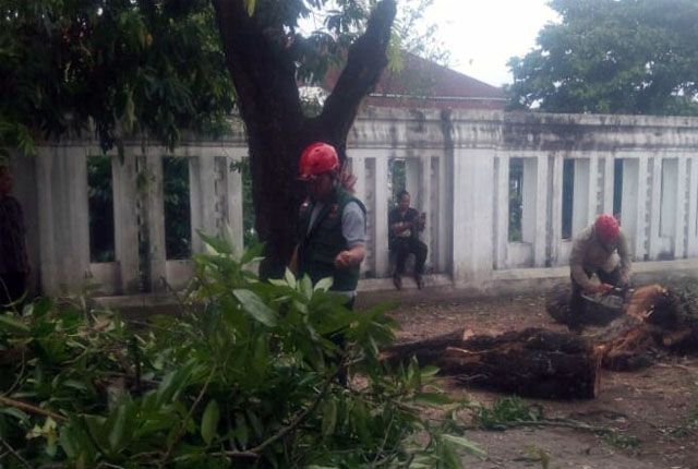 TUMBANG: Sejumlah petugas tengah mengevakuasi pohon tumbang di kompleks Keraton Jogjakarta, Kamis (24/1). - Image