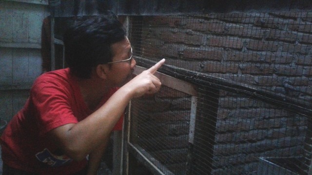 BETERNAK BURUNG: Muhammad Yahya sedang menunjukkan burung murai ternakannya. - Image