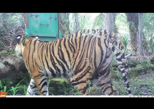 Seekor harimau dengan jenis kelamin betina, terpantau oleh kamera trap BBKSDA Riau, di Kecamatan Pelangiran Inhil. - Image