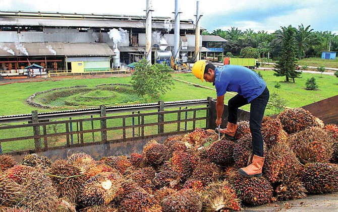 Ilustrasi pengolahan buah kelapa sawit. (Istimewa) - Image