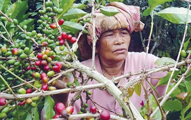 Petani kopi rakyat - Image