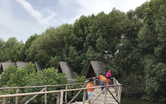 Hutan bakau di Taman Wisata Alam Mangrove Angke Kapuk, Jakarta Utara. - Image