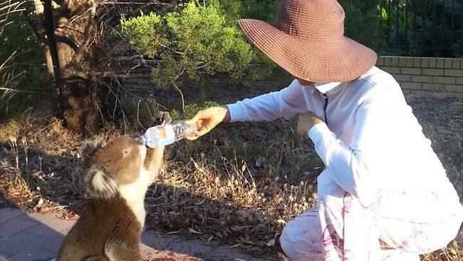Koala tersebut lalu minum dari botol sebelum naik kembali ke atas pohon - Image
