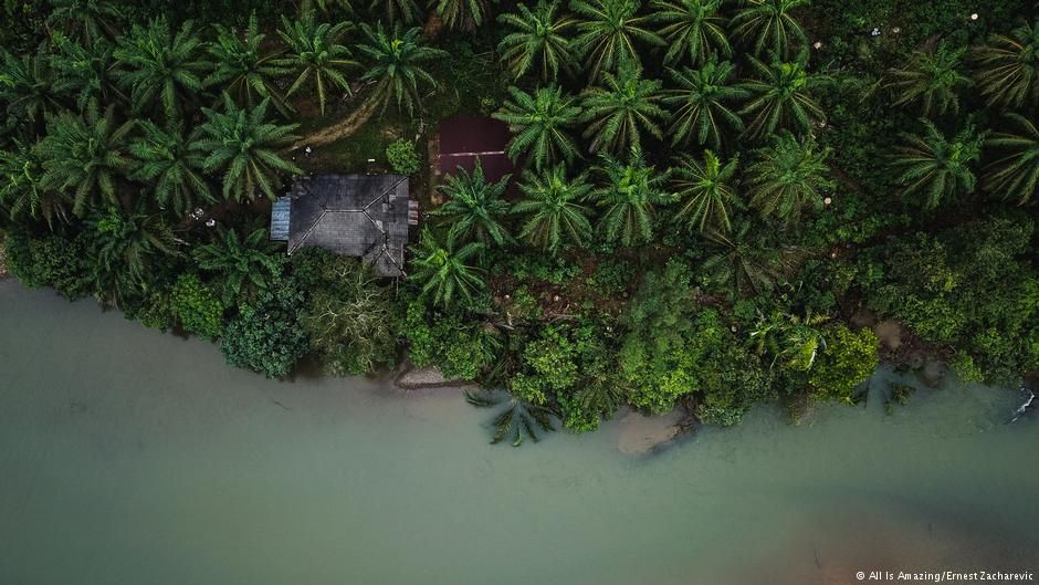 Lahan hutan yang ditanam sawit. (Dok. JawaPos.com) - Image